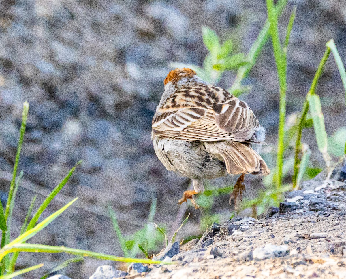 Chipping Sparrow - Ben  Valdez