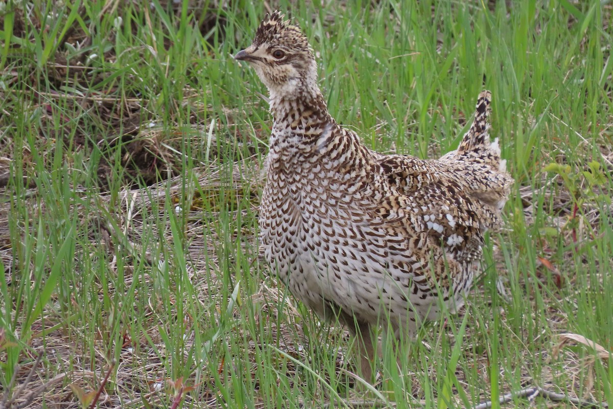 Sharp-tailed Grouse - Shane Dollman