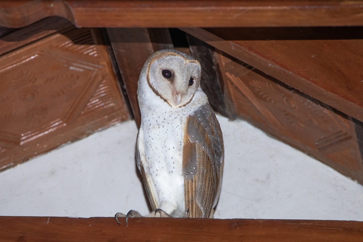 Barn Owl - Shobha Chandrasekharan