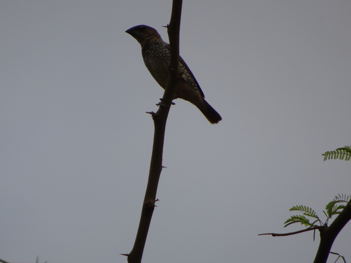 Scaly-breasted Munia - Rishab Verma