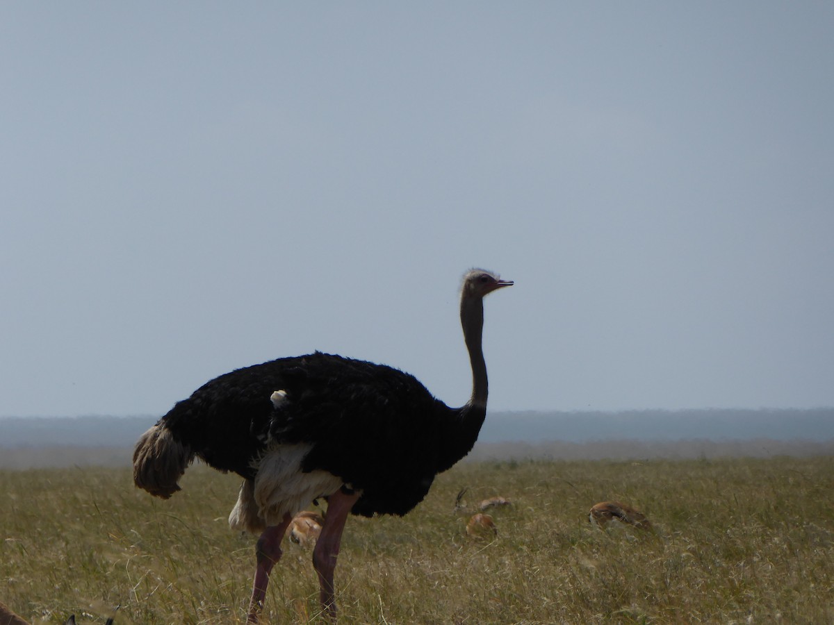 Common Ostrich - Meli Gee