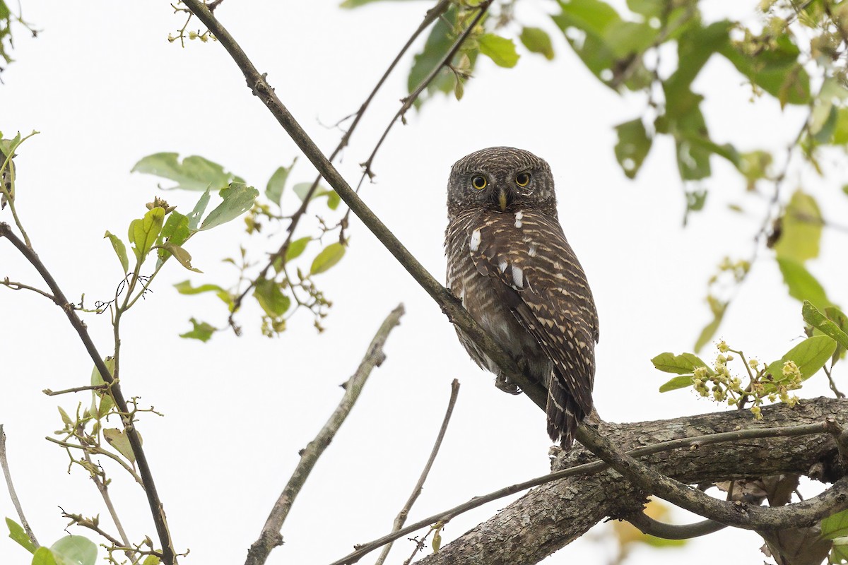 Asian Barred Owlet - Debankur  Biswas