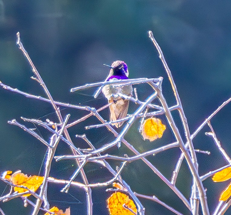 Costa's Hummingbird - Ben  Valdez