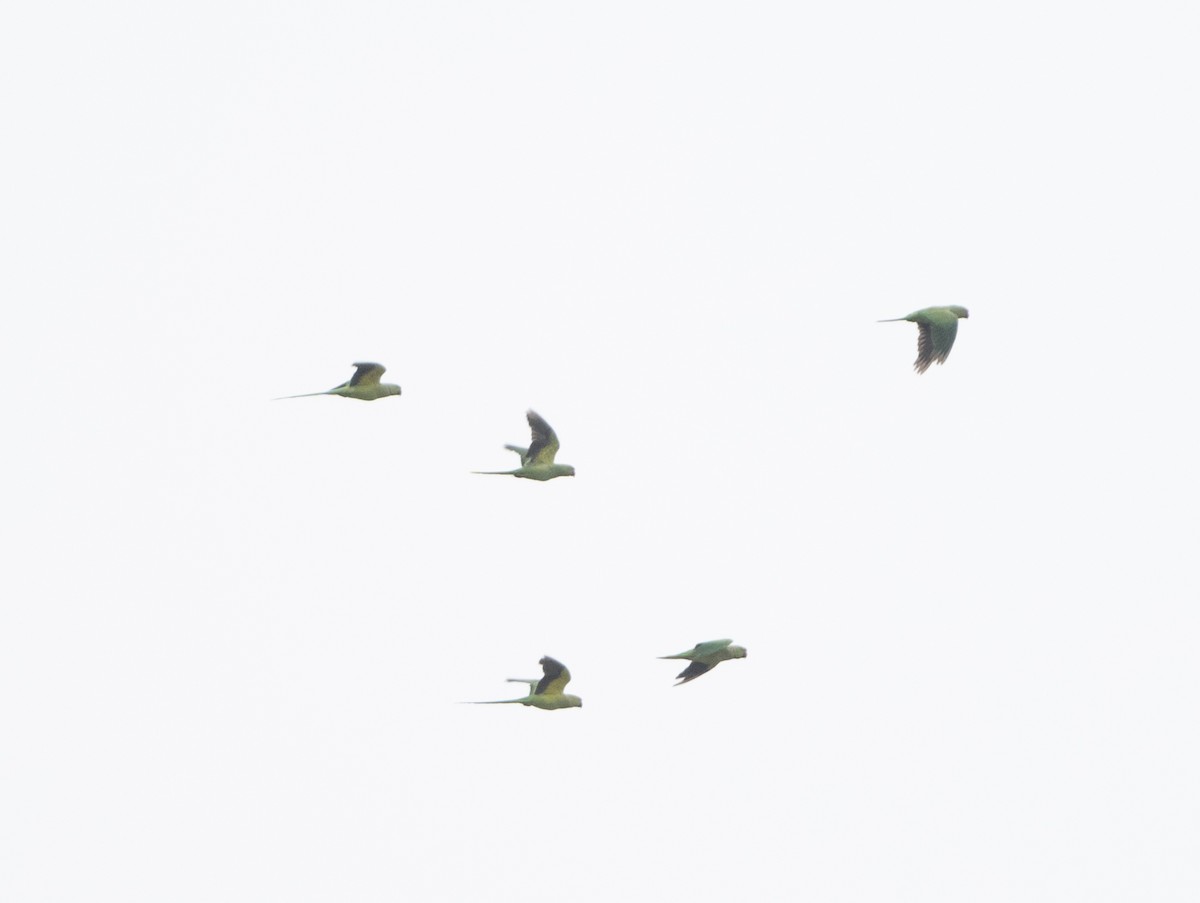 Rose-ringed Parakeet - Anurag Mishra