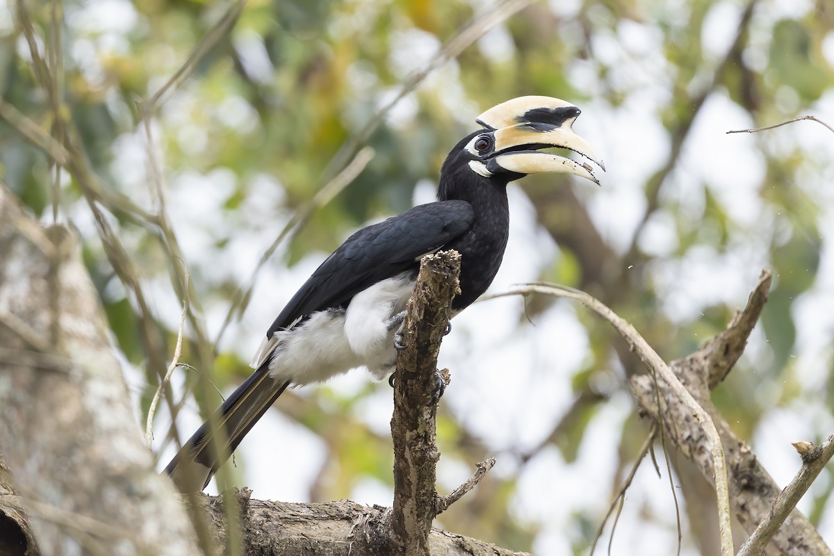 Oriental Pied-Hornbill - Debankur  Biswas