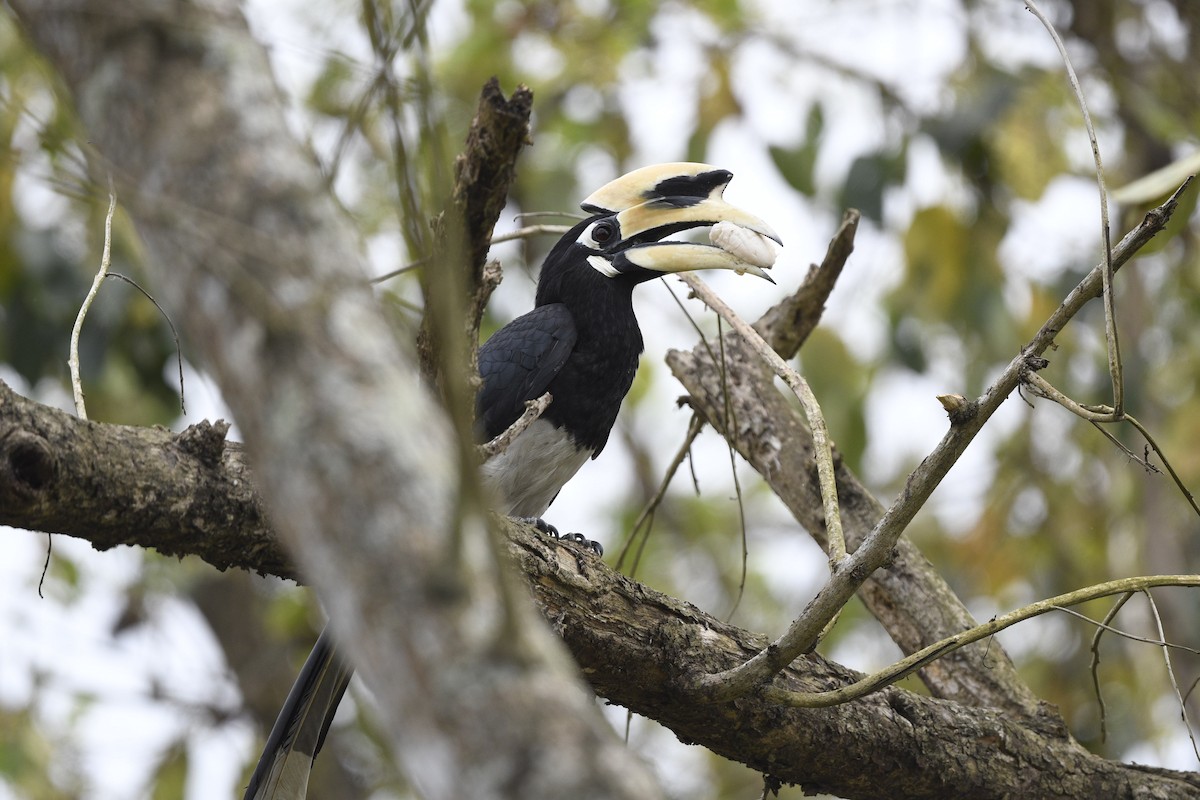 Oriental Pied-Hornbill - Debankur  Biswas