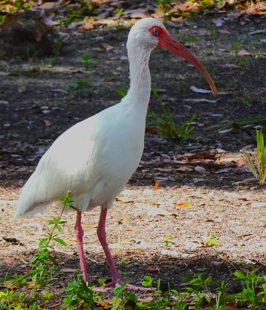 ibis bílý - ML619446452