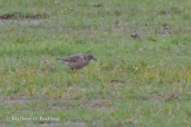 Buff-breasted Sandpiper - Mathew Radford