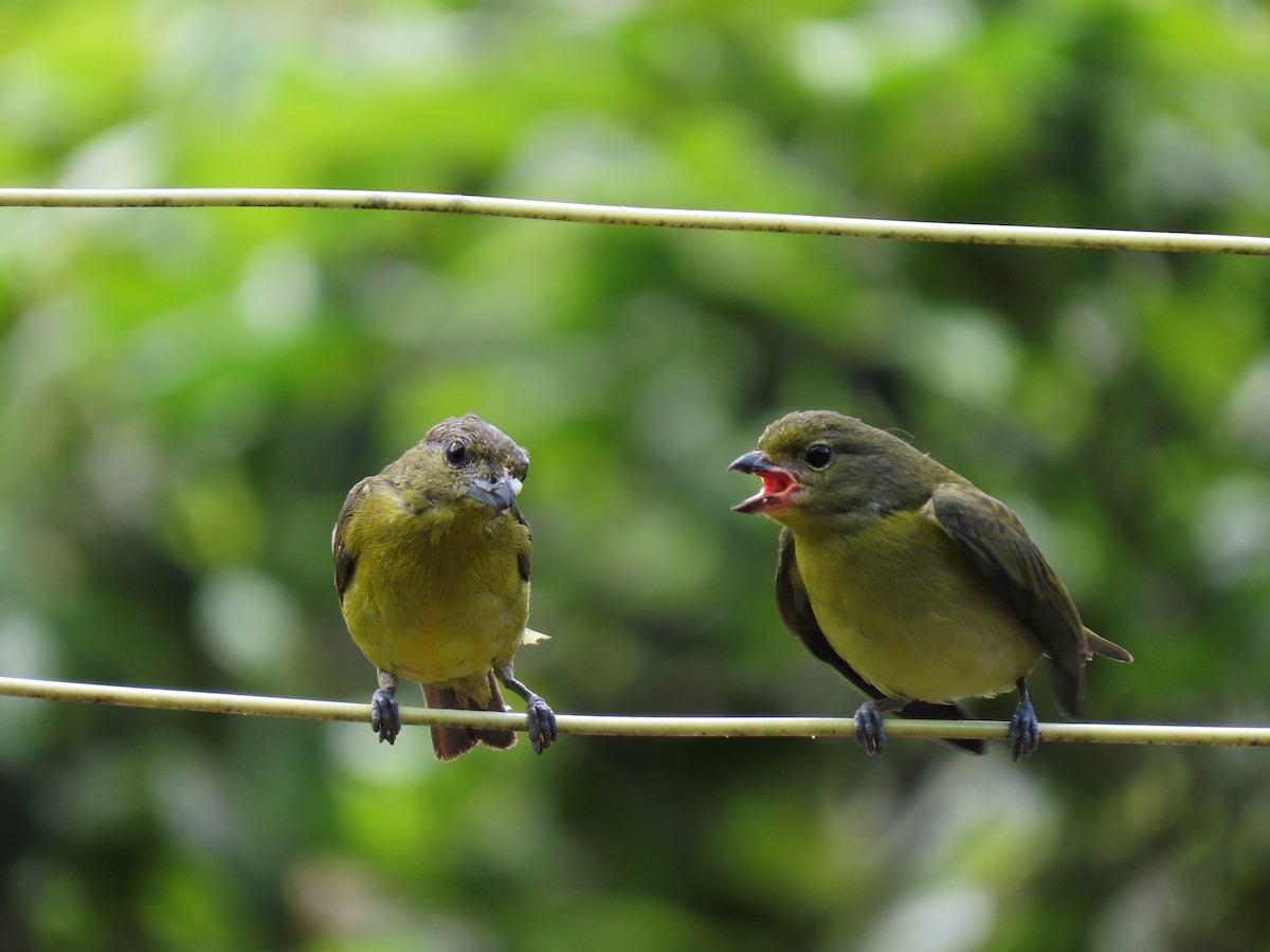 Thick-billed Euphonia - Cristian Cufiño