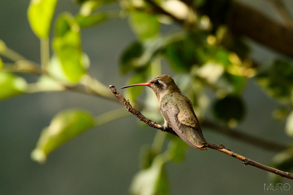 Dusky Hummingbird - Jonathan Muró