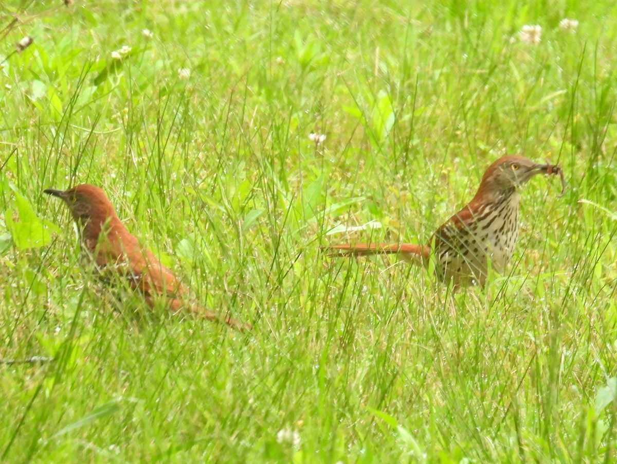 Brown Thrasher - ML619446469