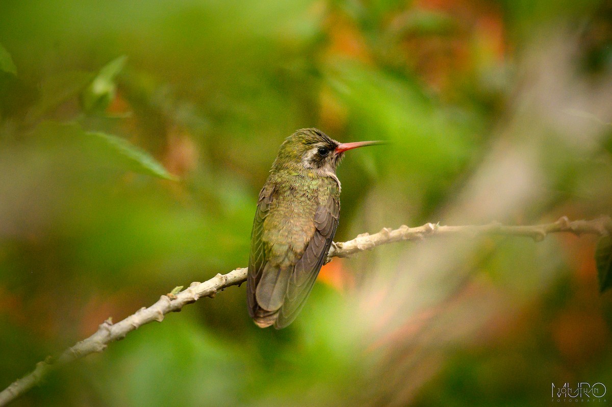 Dusky Hummingbird - ML619446471