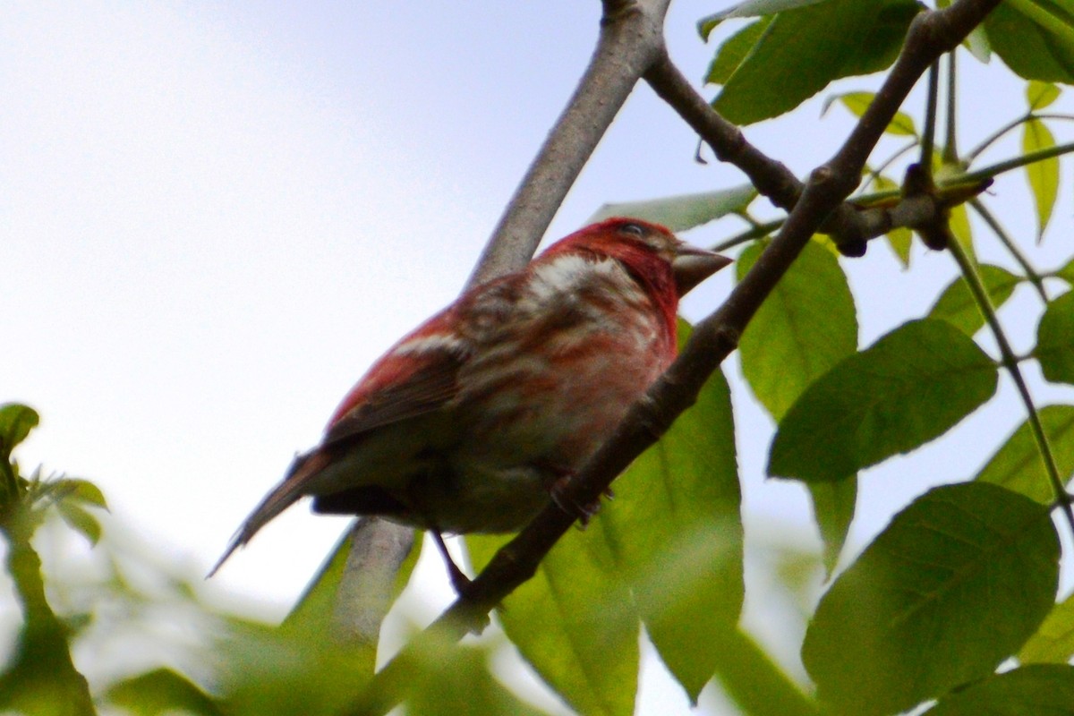 Purple Finch - Cheryl Hubert