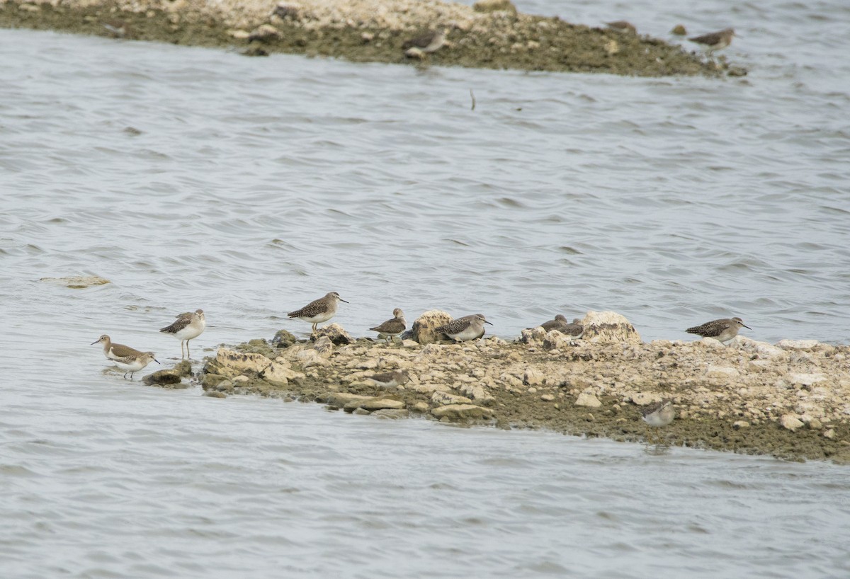 Little Stint - Sathish Ramamoorthy