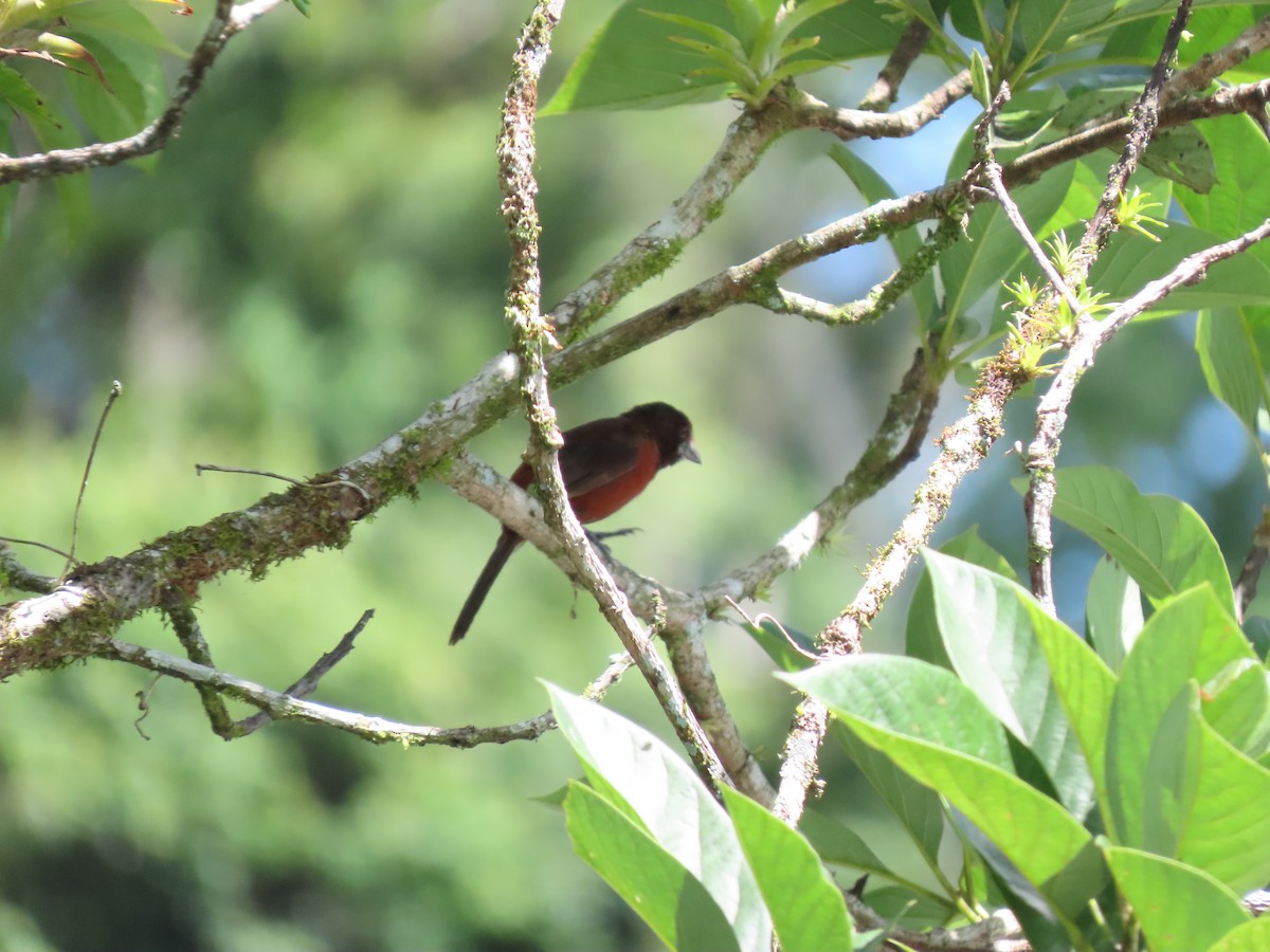 Crimson-backed Tanager - Cristian Cufiño