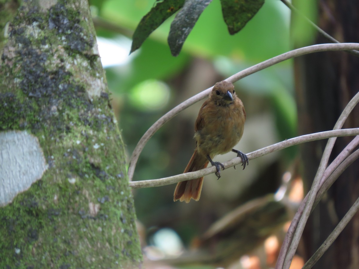 White-lined Tanager - Cristian Cufiño