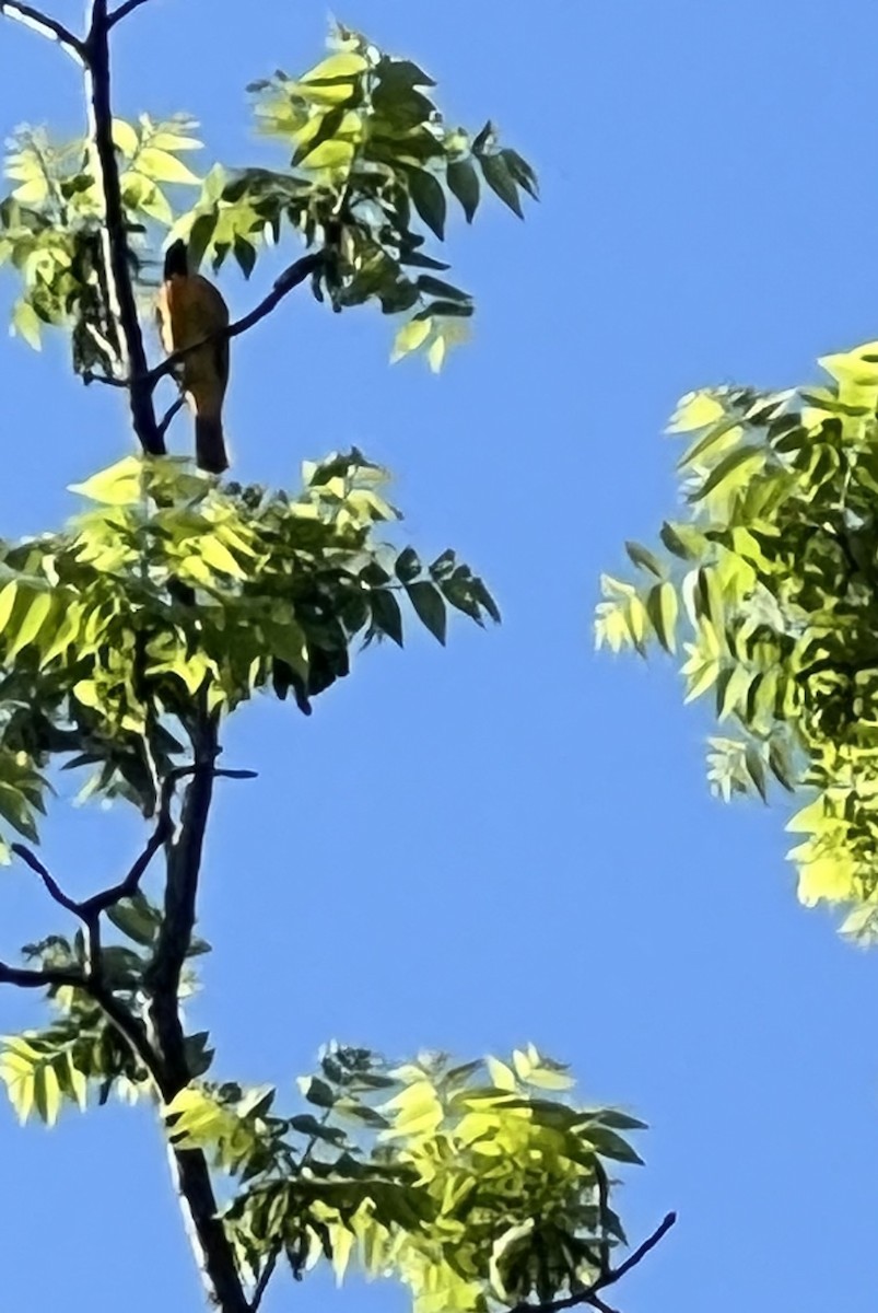 Orchard Oriole - ML619446496