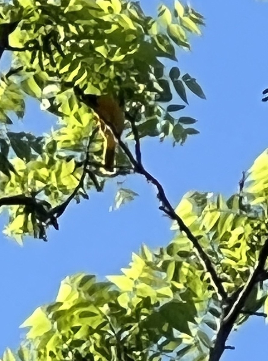 Orchard Oriole - ML619446497