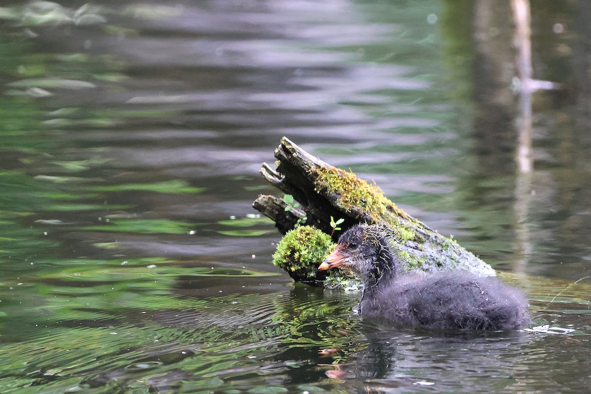 Eurasian Coot - Kai Wess