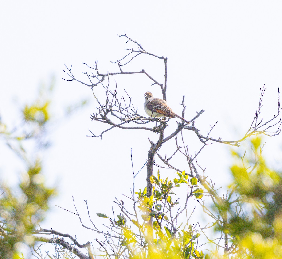 Ash-throated Flycatcher - Ben  Valdez