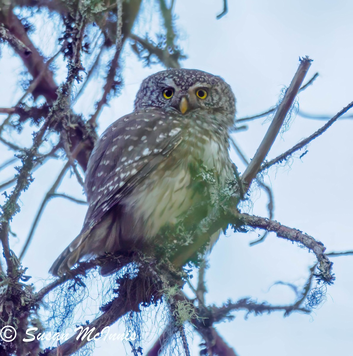 Eurasian Pygmy-Owl - ML619446510