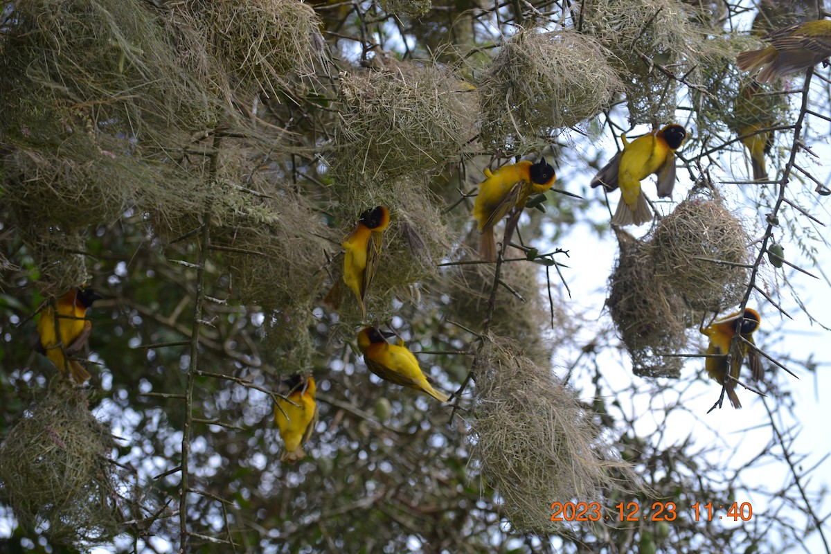 Lesser Masked-Weaver - Chris Kieu