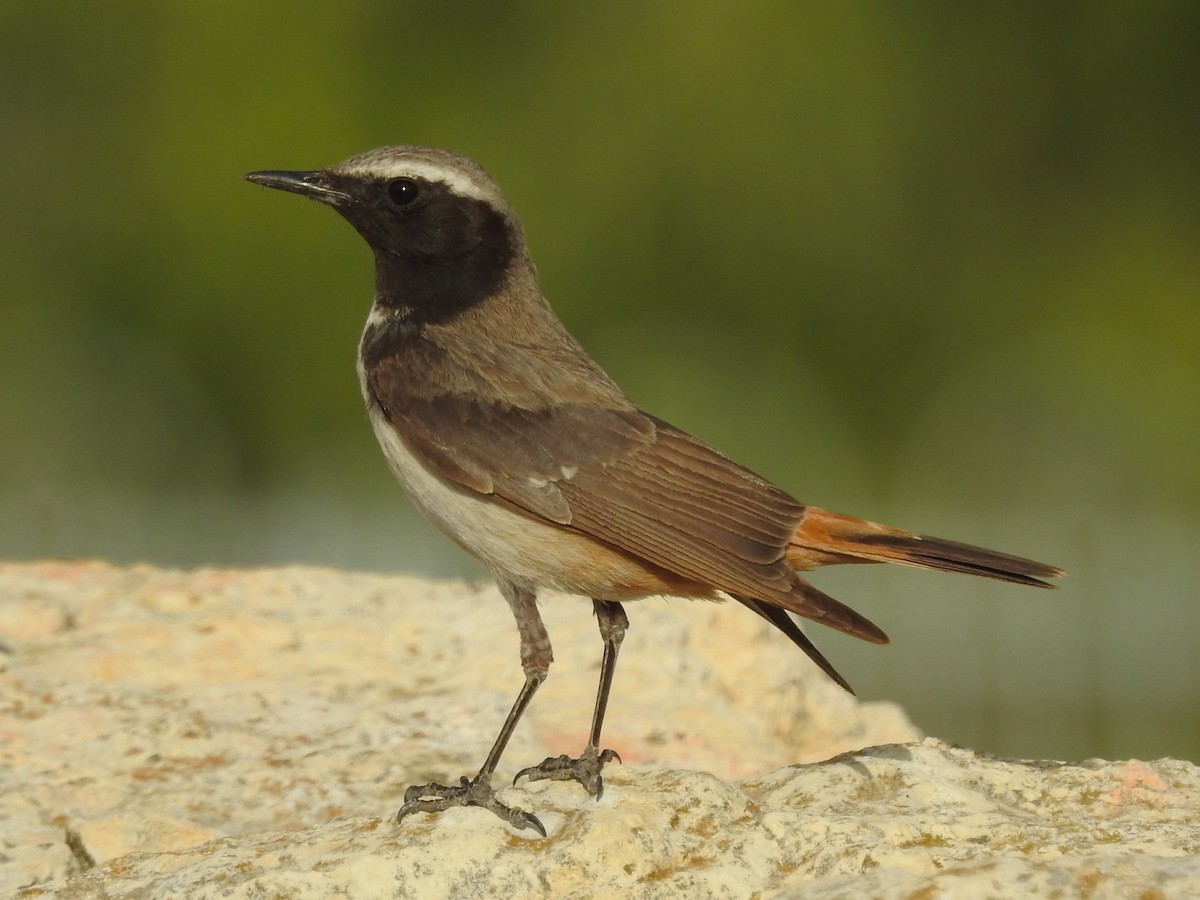 Kurdish Wheatear - ML619446520