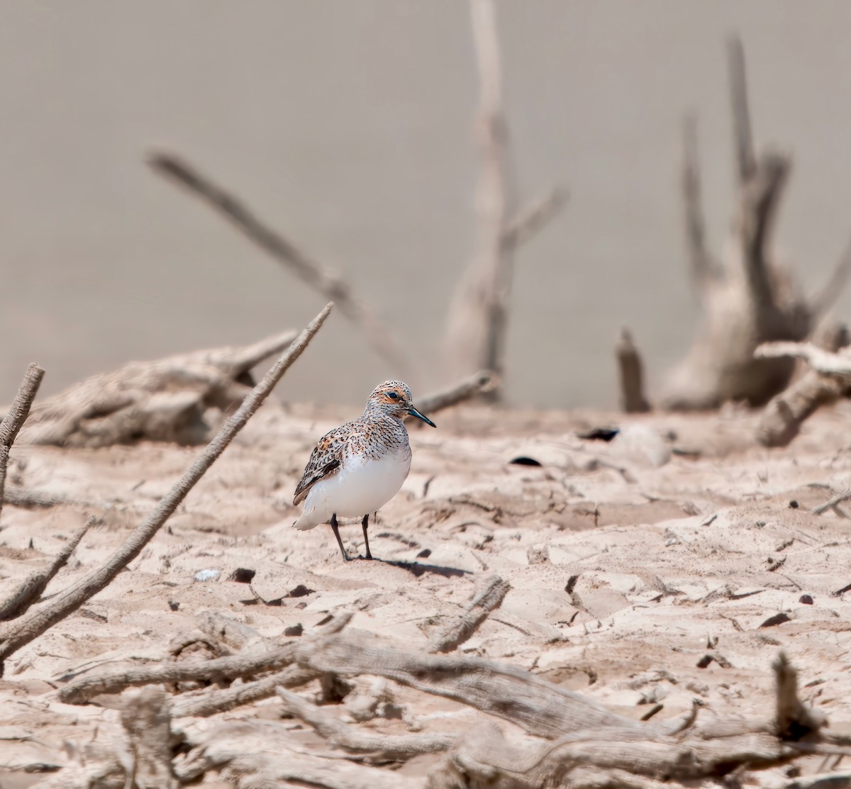 Sanderling - Julie Schneider