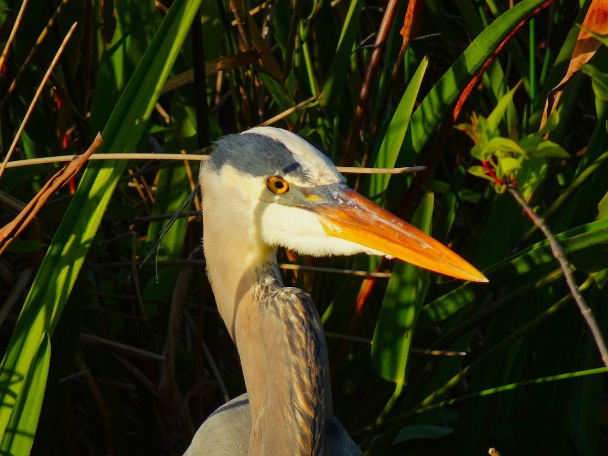 Great Blue Heron (Great Blue) - ami horowitz