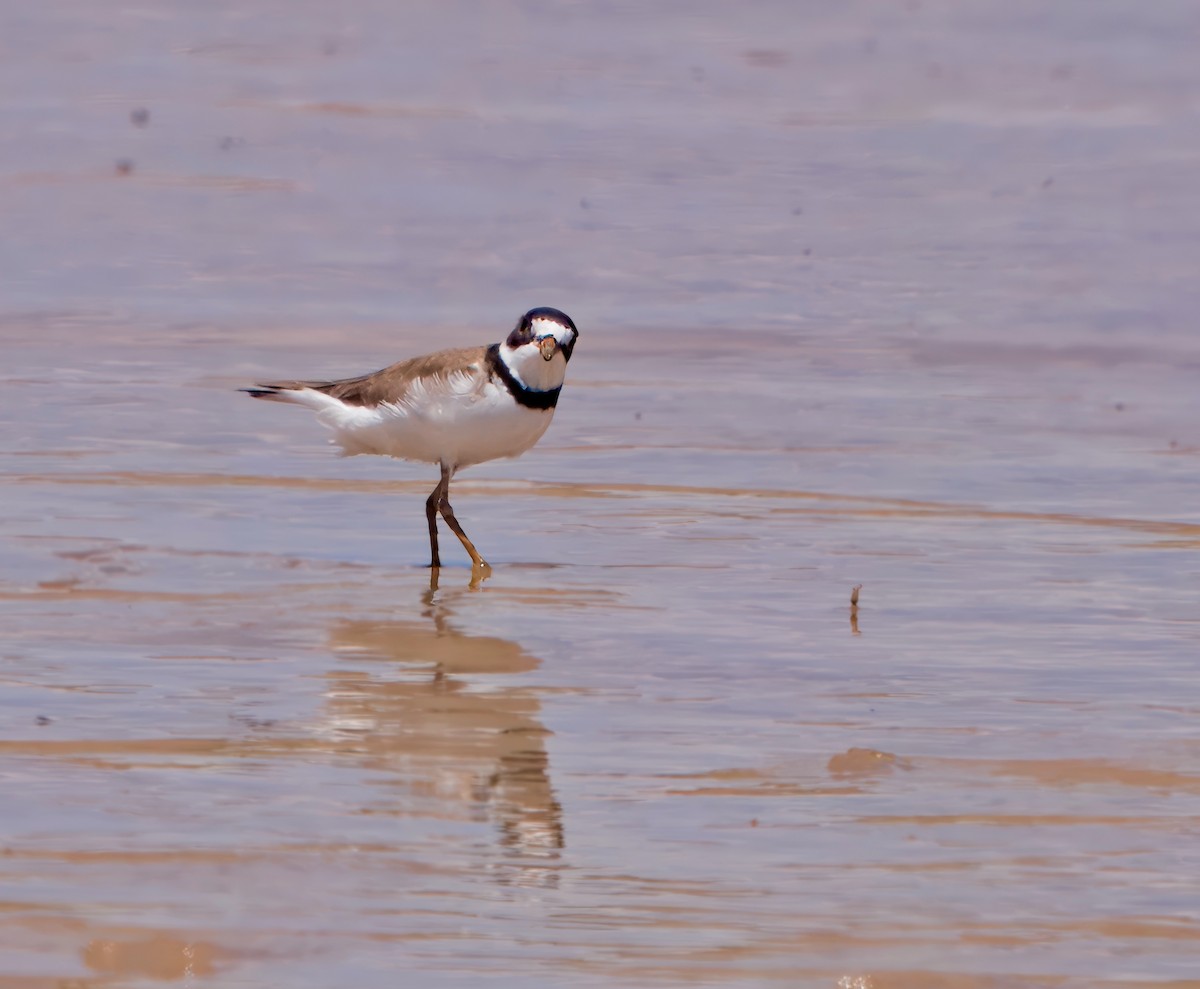 Semipalmated Plover - Julie Schneider