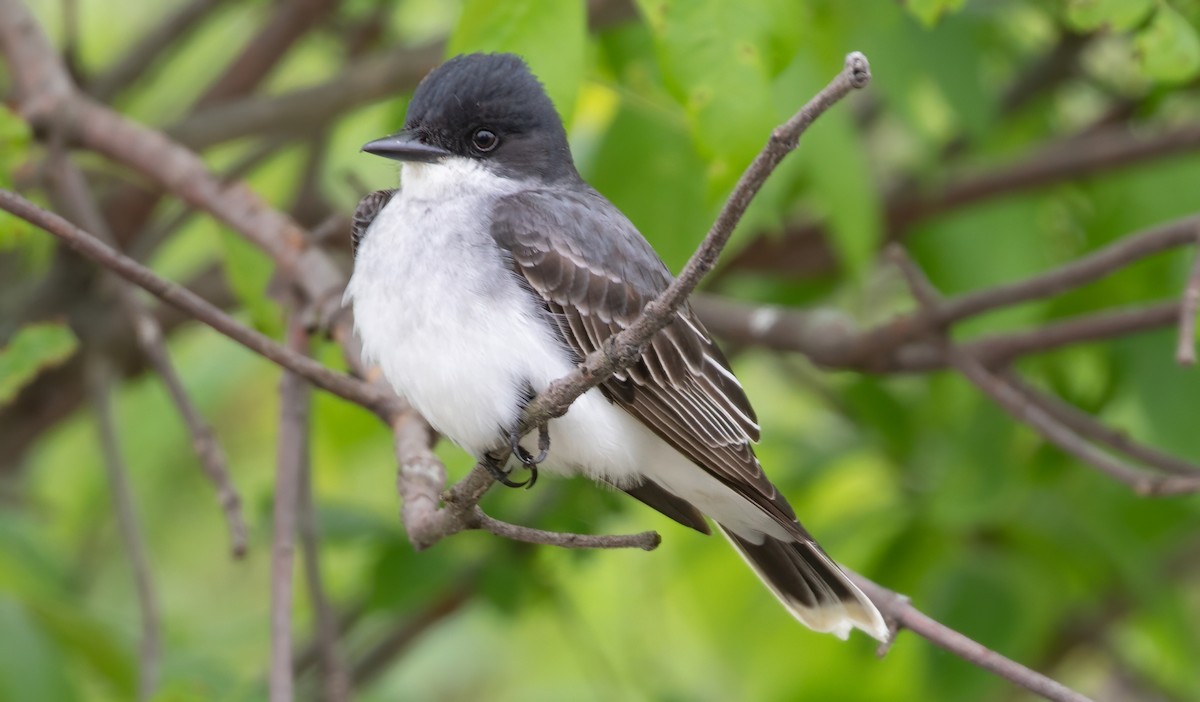 Eastern Kingbird - Kathleen Keef