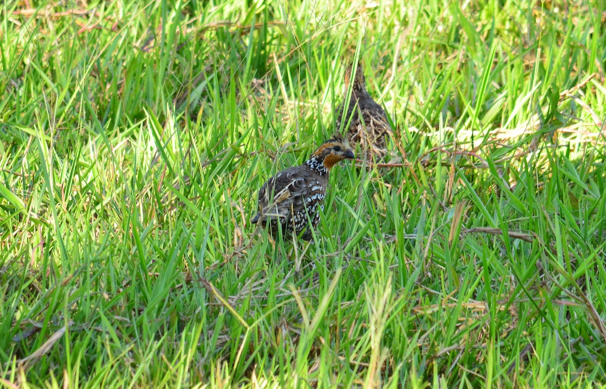 Crested Bobwhite - Victor D. Pardo Romero