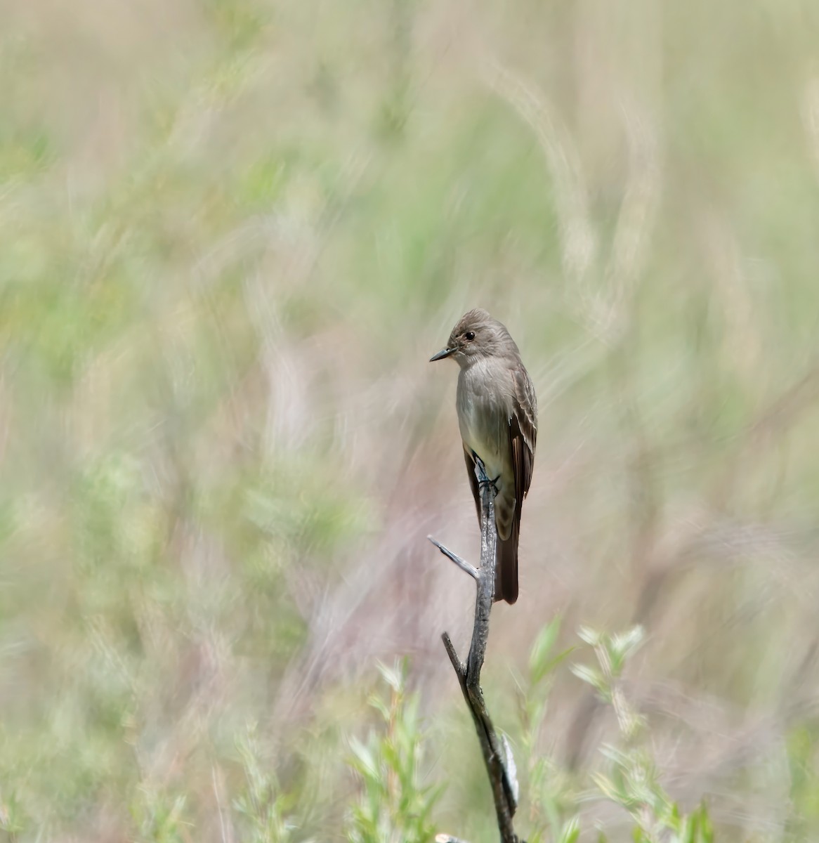 Western Wood-Pewee - Julie Schneider