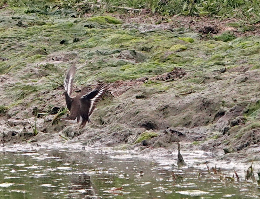 Common Sandpiper - Diane Drobka