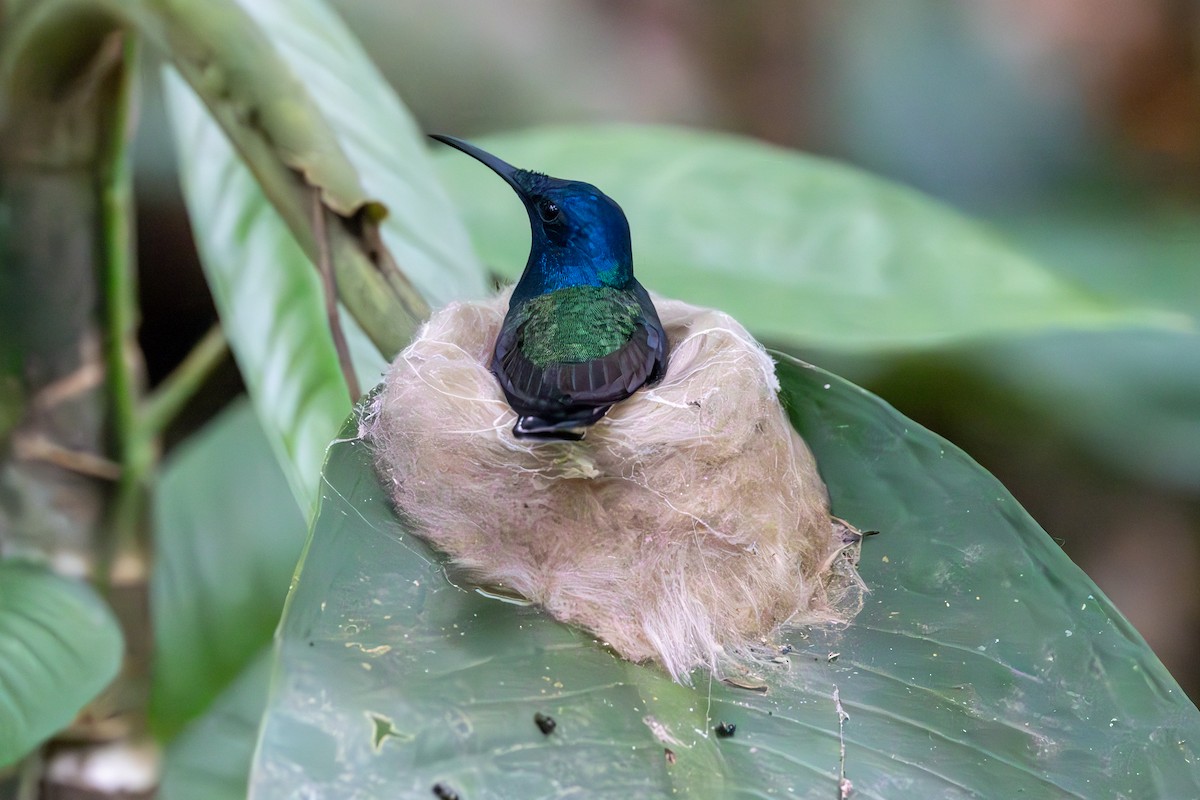 White-necked Jacobin - Mason Flint