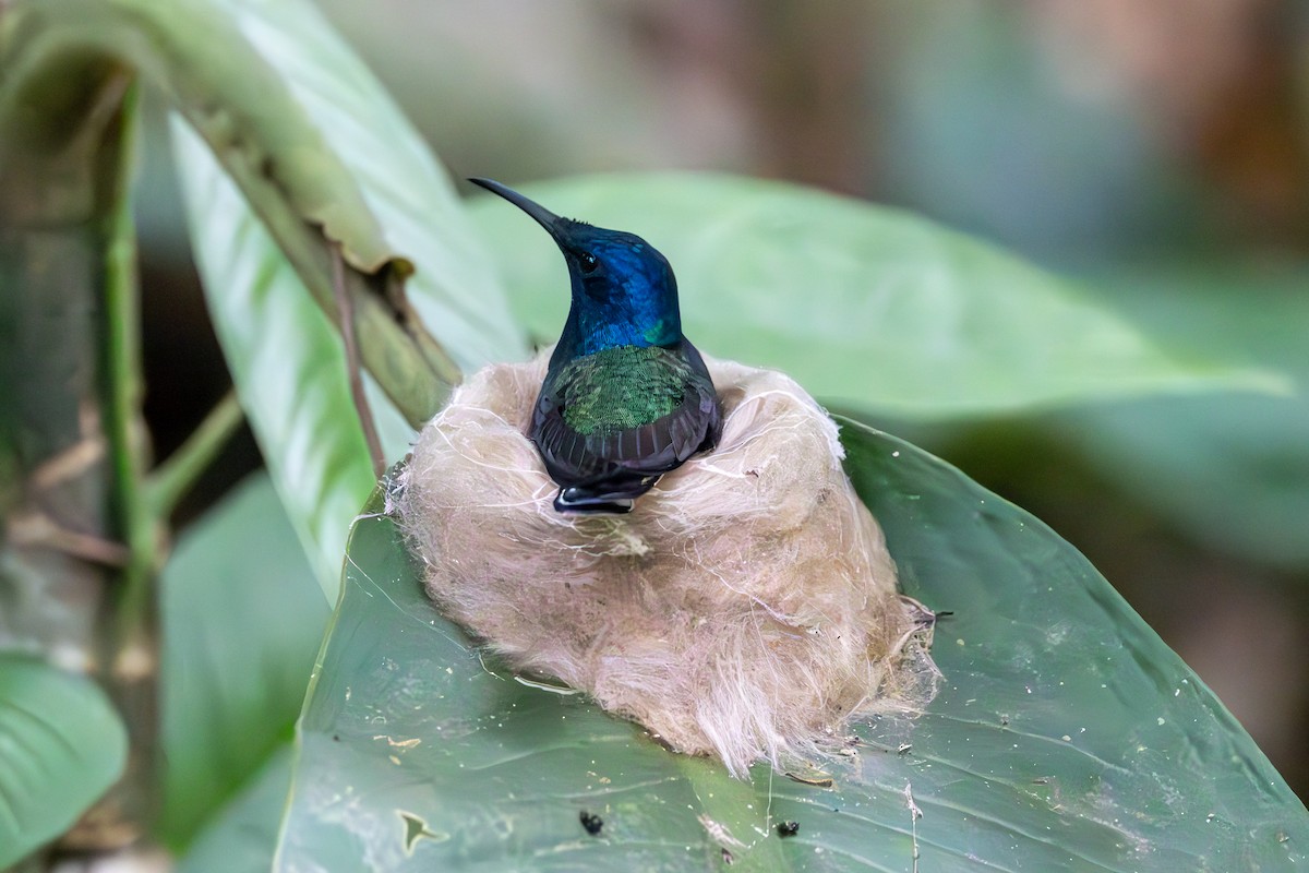 White-necked Jacobin - Mason Flint