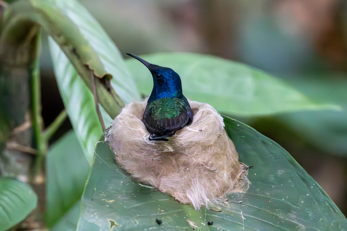 White-necked Jacobin - Mason Flint