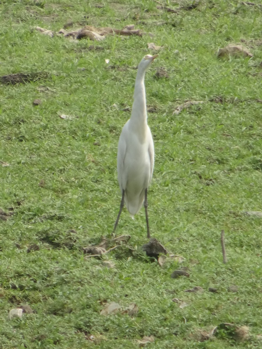 Eastern Cattle Egret - Rishab Verma