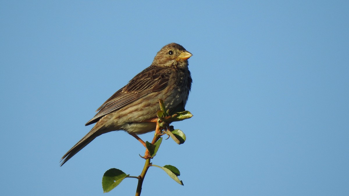 Corn Bunting - Ricardo Salgueiro