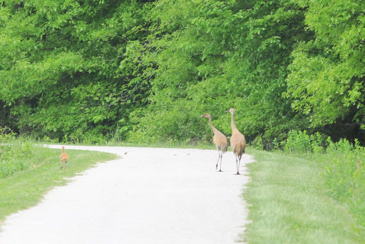 Sandhill Crane - Anthony  Popiel