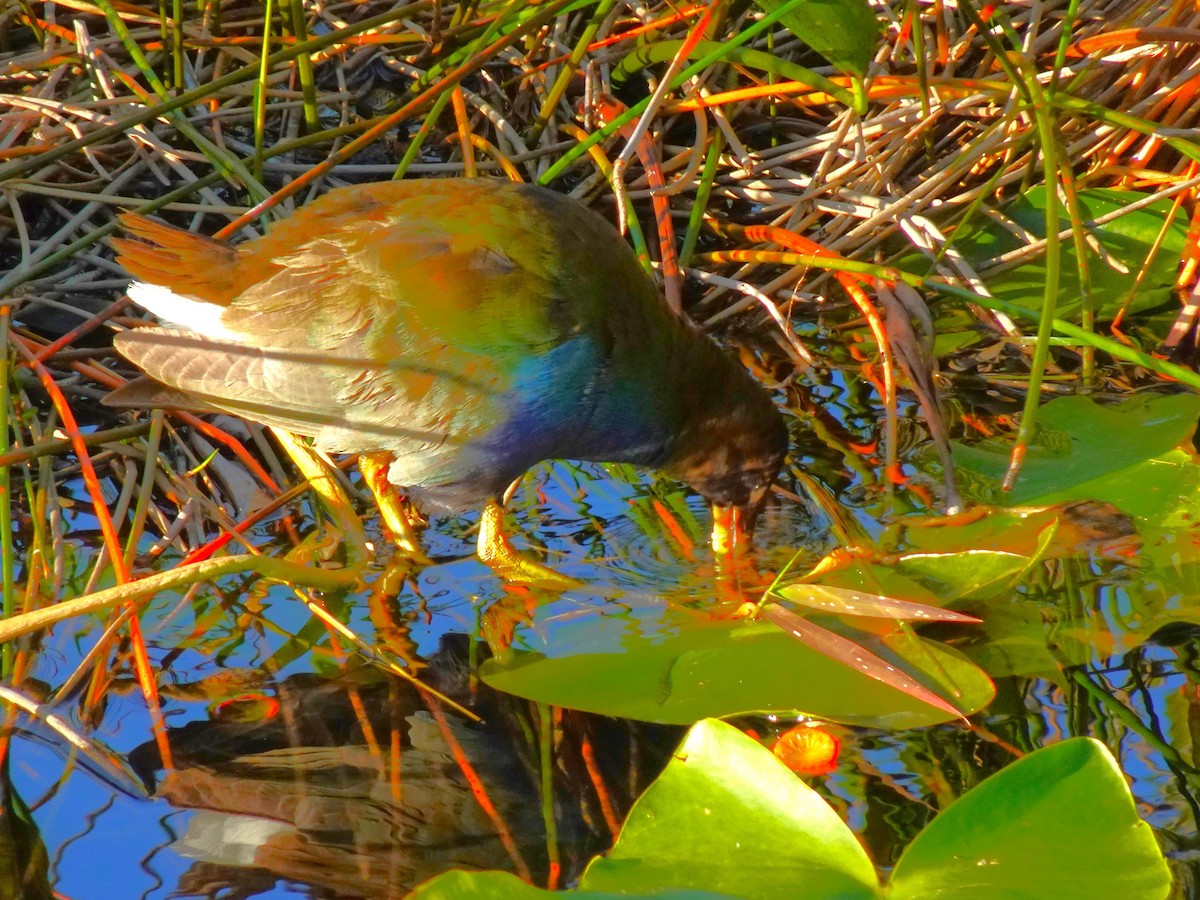 Purple Gallinule - ami horowitz