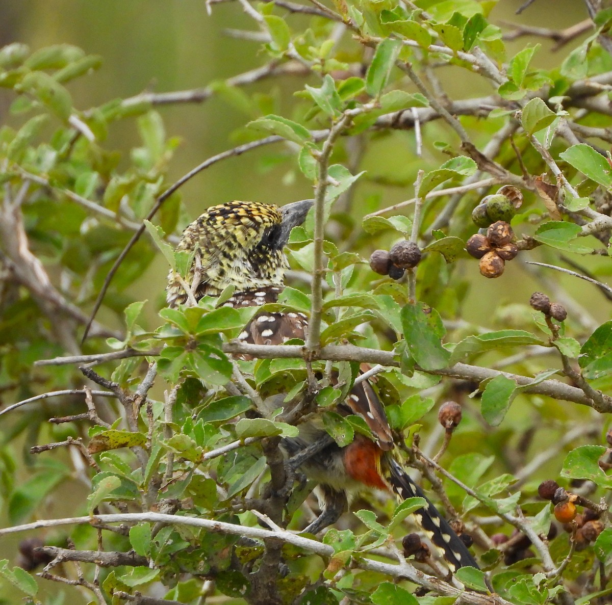 D'Arnaud's Barbet - Lynn Scarlett