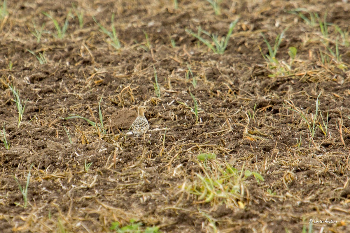 Buff-breasted Sandpiper - Louise Auclair