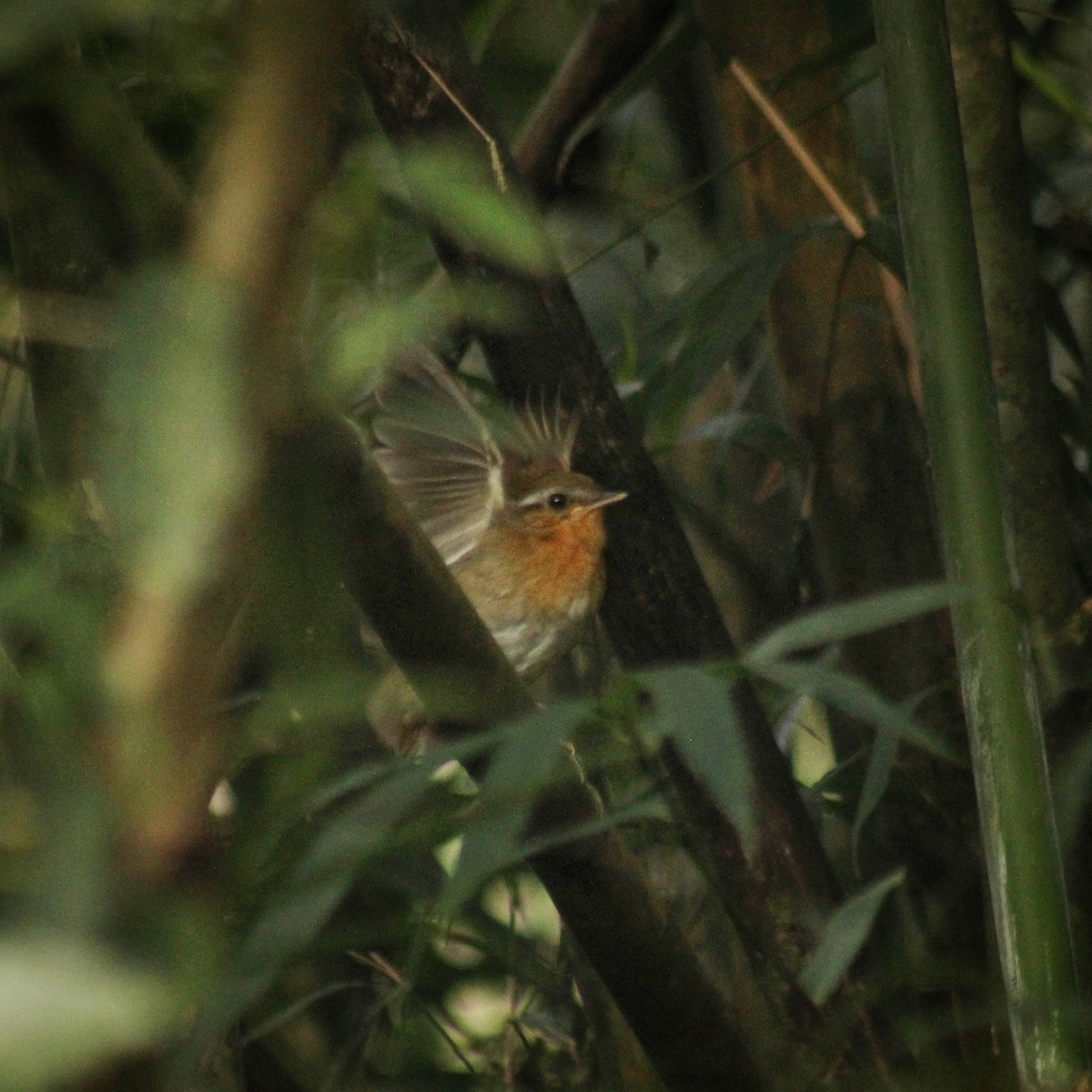 Rufous Gnateater - Guillermo Andreo