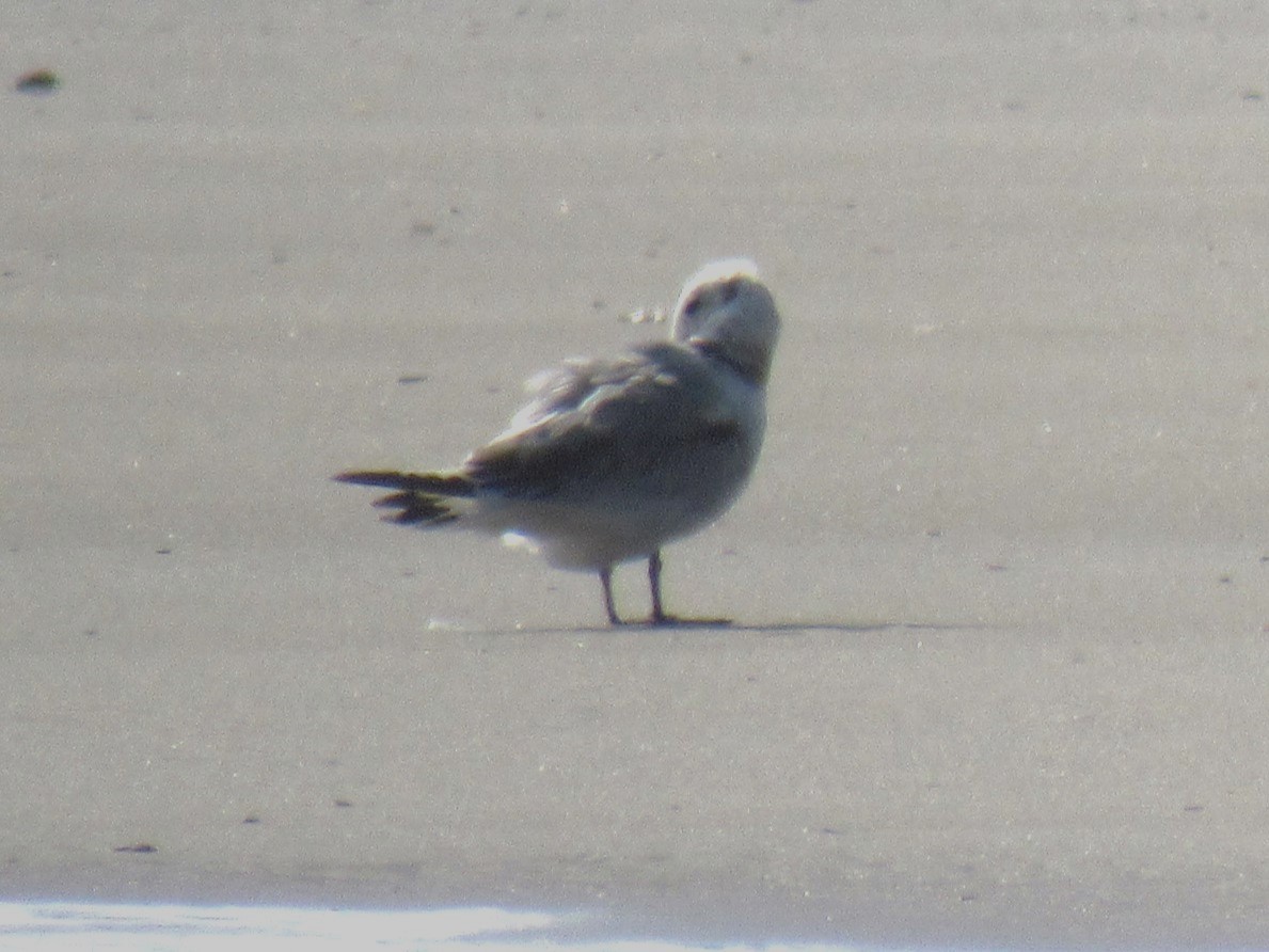 Black-legged Kittiwake - Marissa Noelle