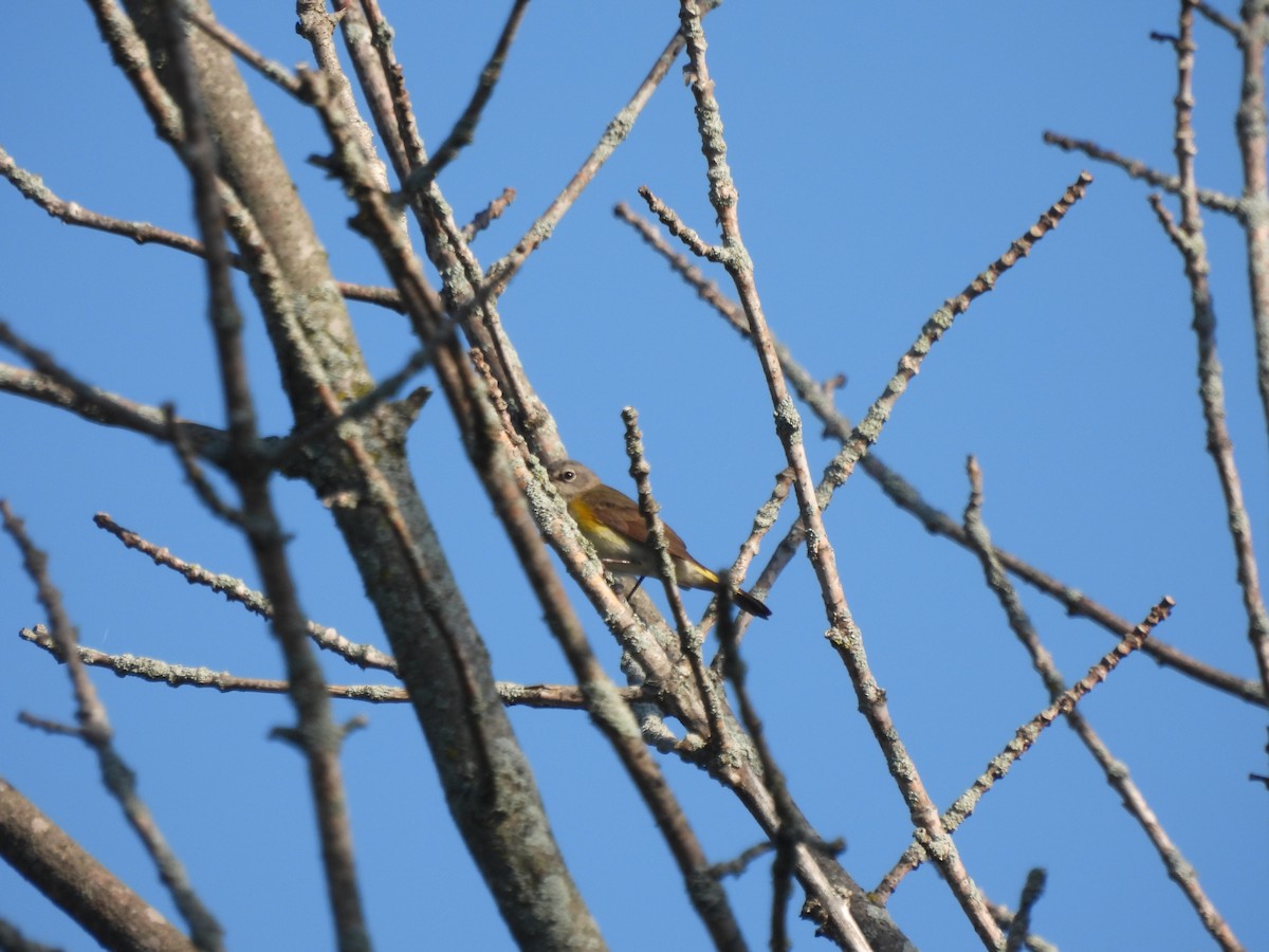 American Redstart - Alexander R