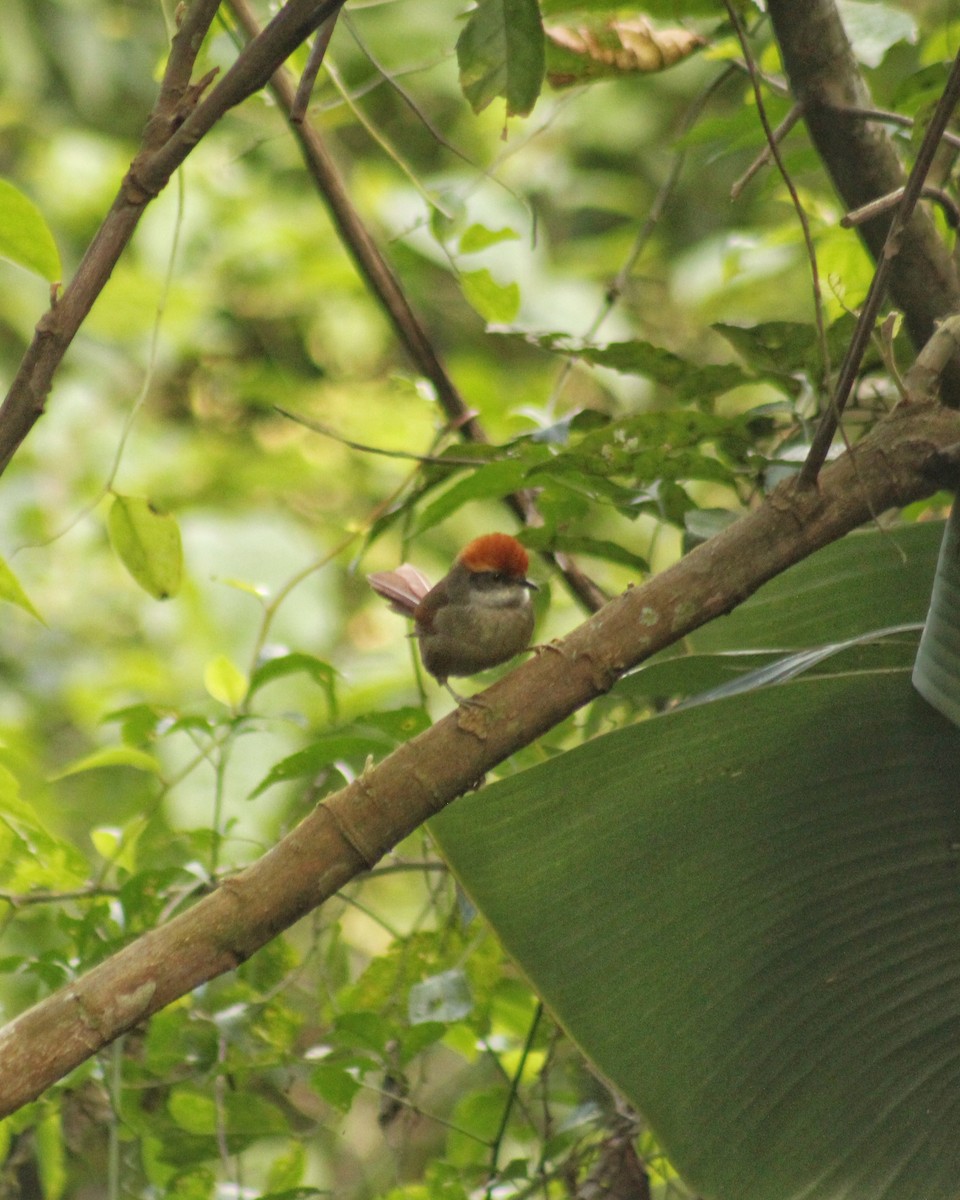 Rufous-capped Spinetail - Guillermo Andreo
