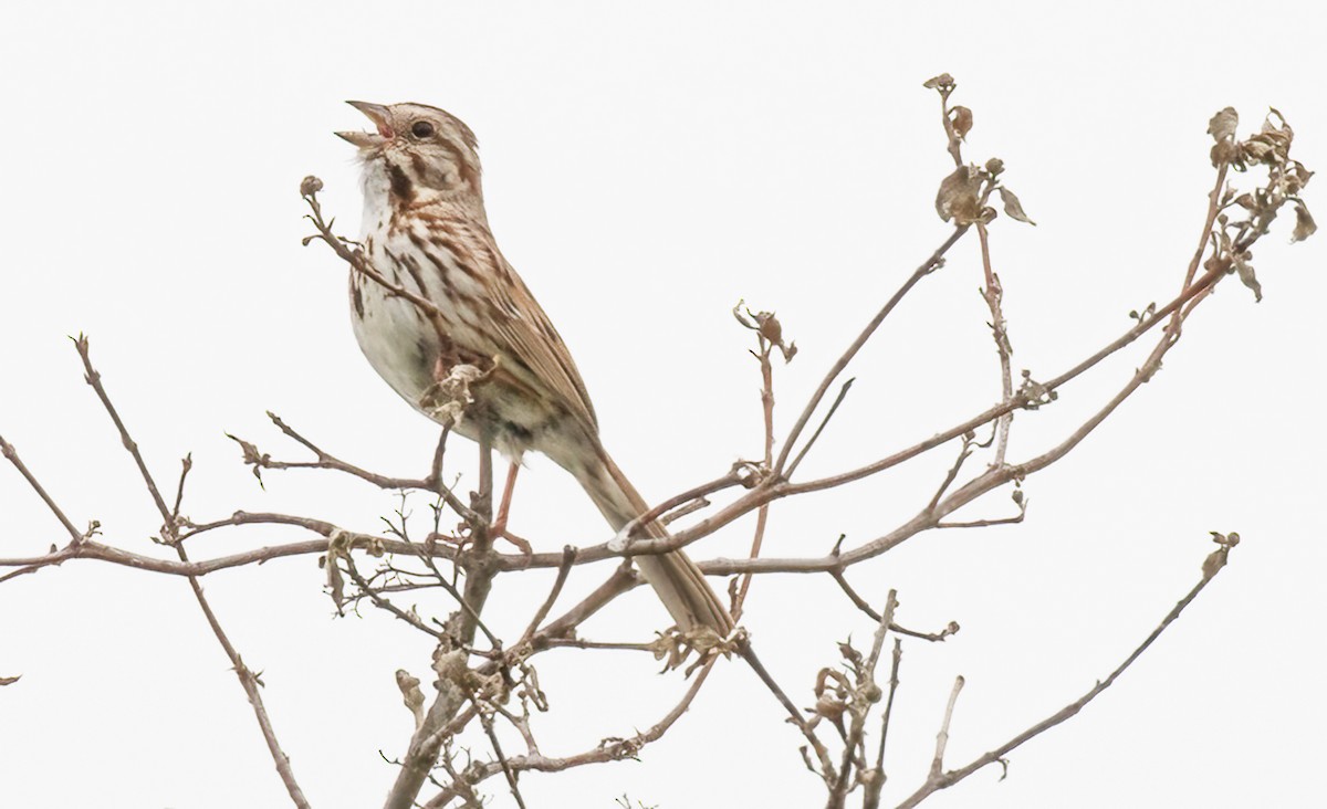 Song Sparrow - Kathleen Keef