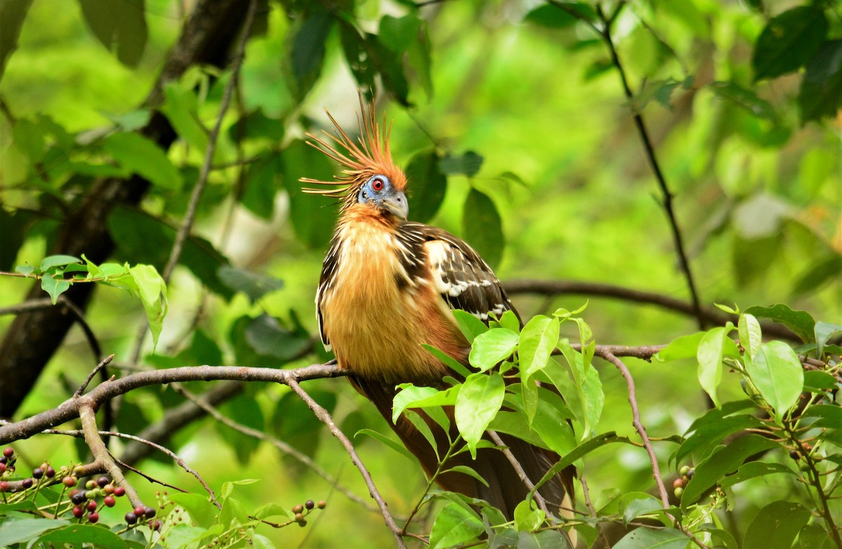 Hoatzin - Victor D. Pardo Romero