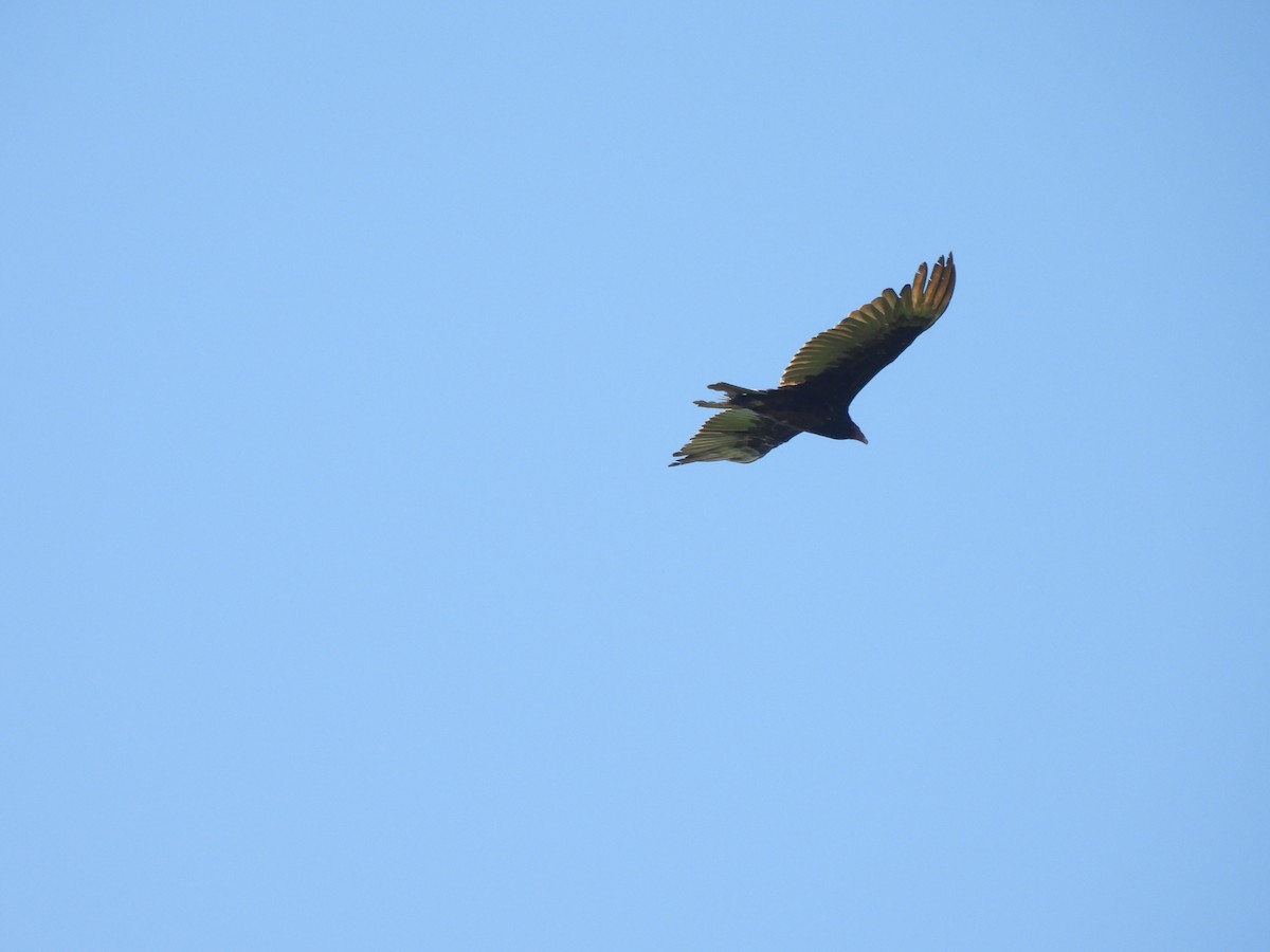 Turkey Vulture - Alexander R